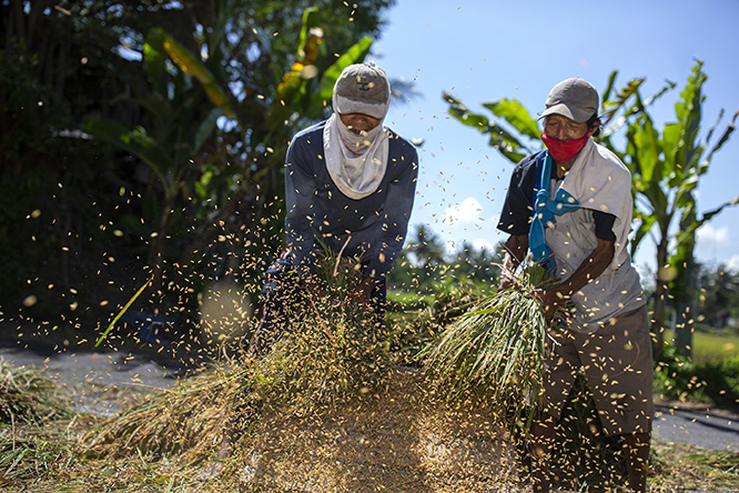 Rice farmers from Sleman district threshing rice.