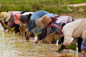 Farmers planting rice