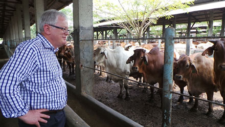 Minister for Trade and Investment Andrew Robb at the Tanjung Unggul Mandiri Feedlot on Jakarta's outskirts