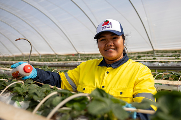 Worker in a bright yellow high‑visibility jacket tending to plants inside a large greenhouse, holding a spray bottle over rows of strawberries.