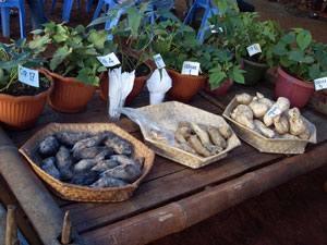 Photo of baskets carrying different sweet potato varieties