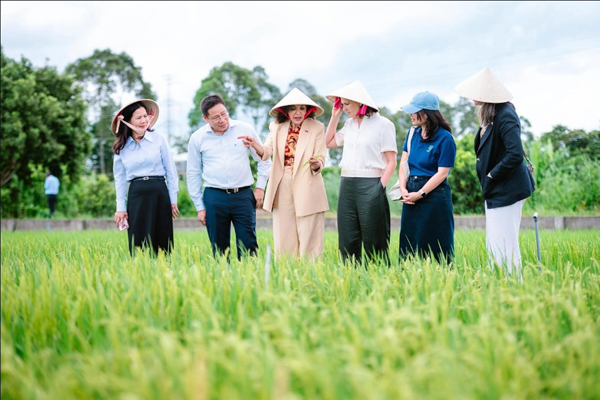 Minister for International Development The Hon Dr Anne Aly MP and people wearing traditional conical hats stand in a rice field, discussing and examining crops with local representatives.