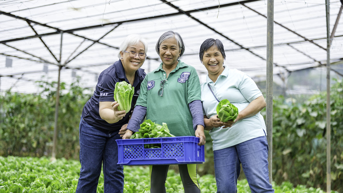 Photograph showing three women harvesting leafy greens inside a greenhouse, highlighting community farming and agricultural work. Women hold fresh lettuce and a blue plastic crate, surrounded by rows of crops beneath a covered metal structure.