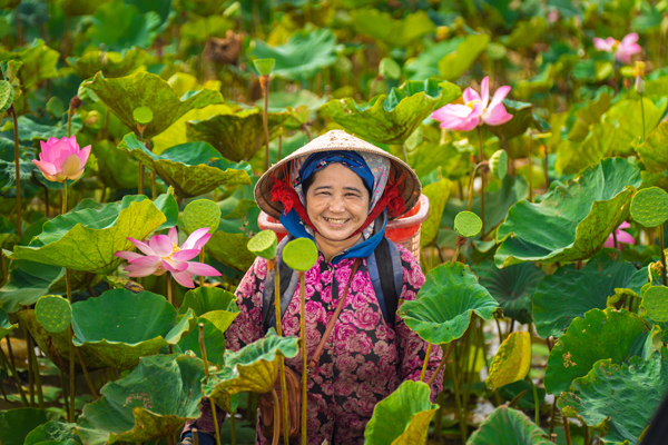 Farmer standing among lotus plants in a flowering wetland.