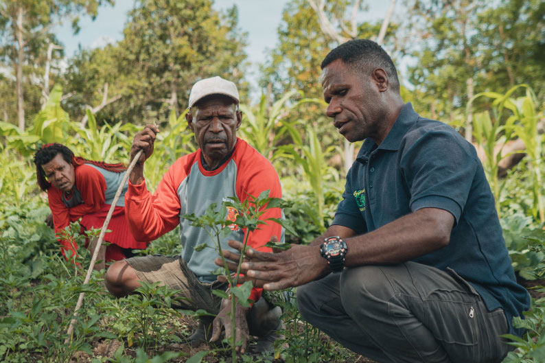 Image of Papua farmers inspecting their crops.