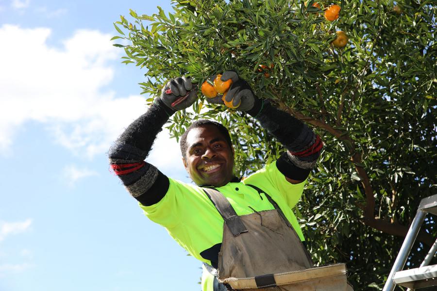 Person up a ladder, picking fruit