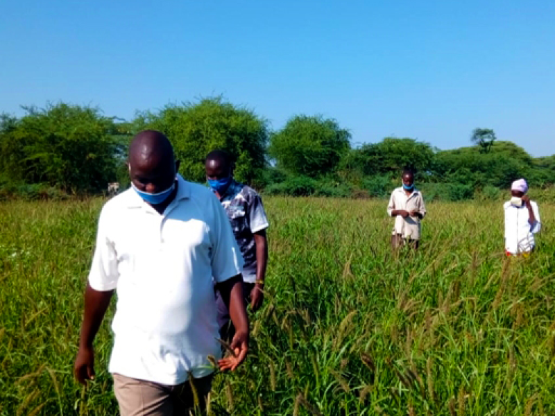 Mr Sampaaka and other farming group members inspect the grasslands for seed harvest