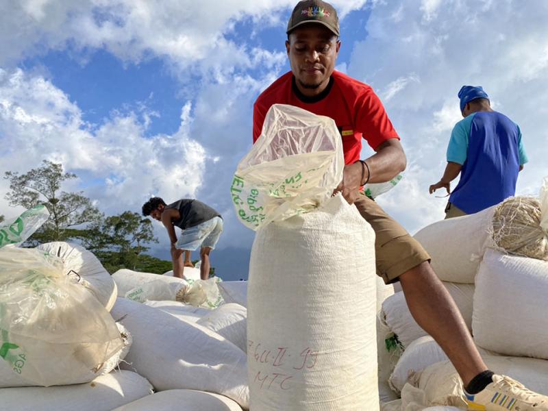 A Timor-Leste coffee farmer packaging and stacking coffee beans.