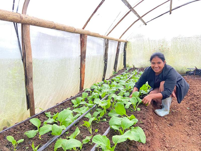 Person kneels in a greenhouse, tending rows of young leafy plants in soil beds, with irrigation pipes running along the ground and a curved plastic roof overhead.