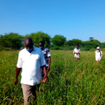 Mr Sampaaka and other farming group members inspect the grasslands for seed harvest