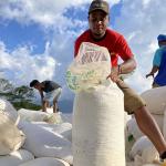 A Timor-Leste coffee farmer packaging and stacking coffee beans.