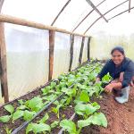 Person kneels in a greenhouse, tending rows of young leafy plants in soil beds, with irrigation pipes running along the ground and a curved plastic roof overhead.
