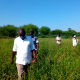 Mr Sampaaka and other farming group members inspect the grasslands for seed harvest