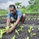 Image of Waluwanja planting crops in his backyard garden. 