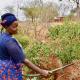 A female in traditional Kenyan attire watering a crop of plants.