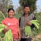 Two people holding bunches of string beans on a farm