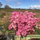 Brightly coloured shrub covered in pink and crimson flowers.