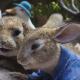 Peter Rabbit 2: The Runaway. Made at Fox Studios, Sydney. 