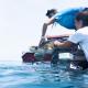 Photo of woman releasing amputee sea turtle back into the ocean. 