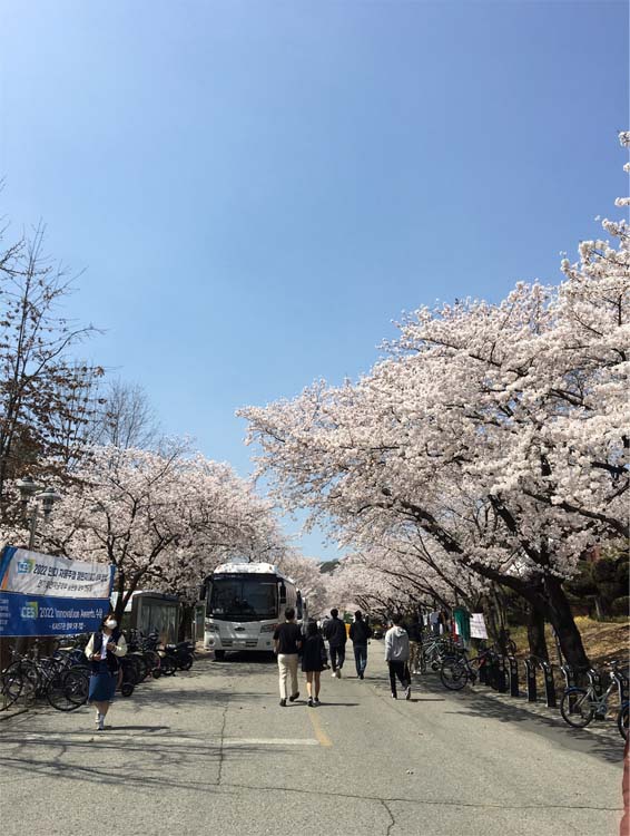 The cherry blossoms on campus