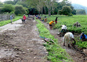 East Timorese communities working on the roads