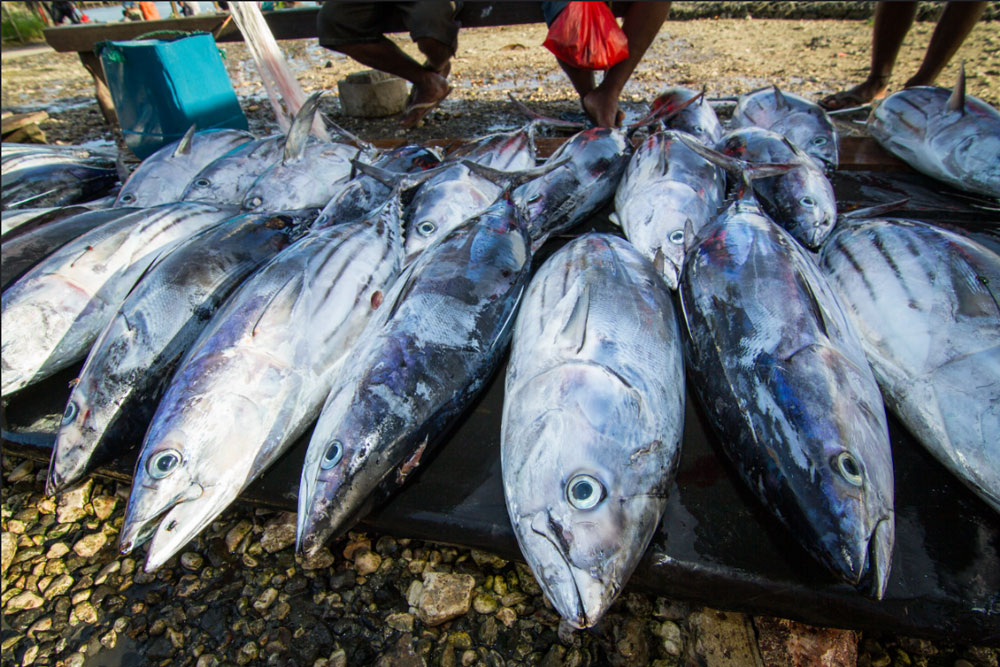 Photo of Tuna for sale at a fish market.