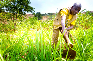 A Ugandan man tends to his garden in Arokwo Village