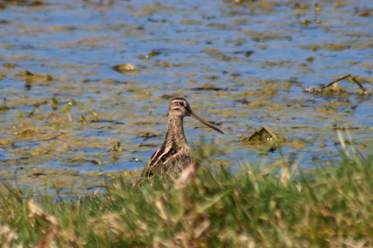 bird in some wetlands