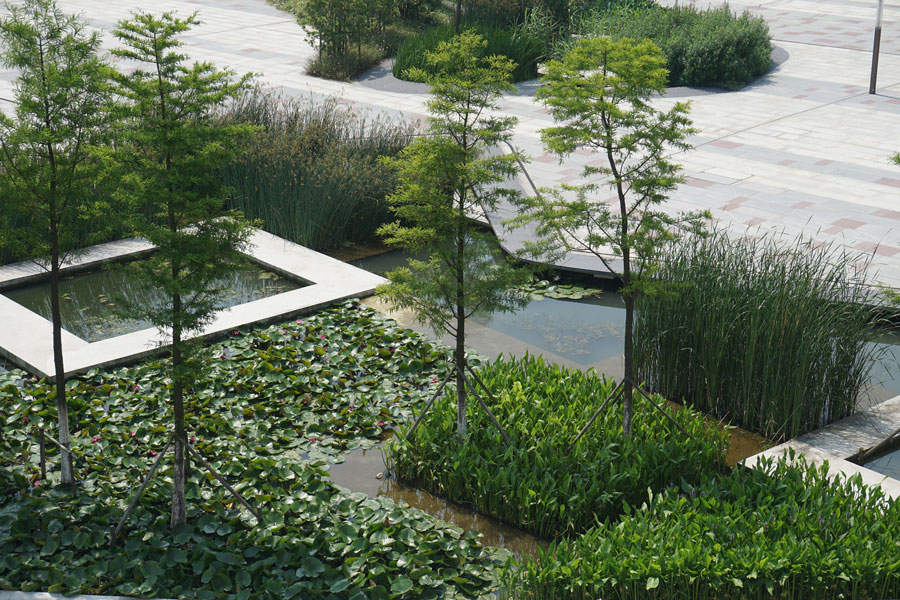 Photo of urban wetland. Water plants/grass in city gardens. 