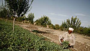 Vegetable farmer in Afghanistan