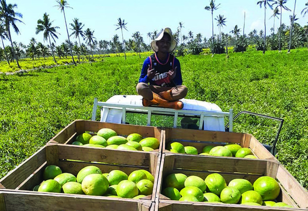 Watermelon harvesting for export. Pictured: Watermelon Grower, Lampeti Mosaati, Young Growers Association