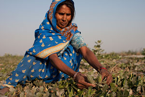 Woman crouching to check health of field crop