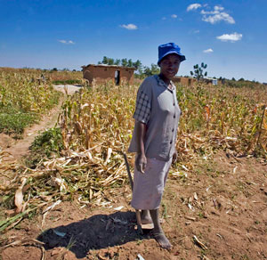 A woman stands in her crop of maize in Zimbabwe